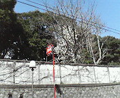f0009781_1143579.jpg
