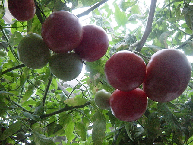 a0084885_14341680.jpg
