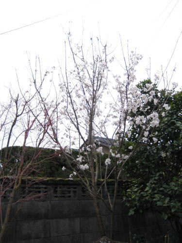 a0050192_9113715.jpg