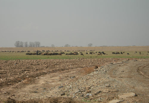 b0006449_1155470.jpg