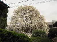 e0113254_17108.jpg