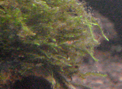 d0096356_2350537.jpg