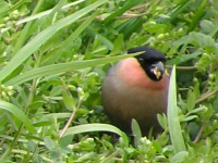 d0042157_1181492.jpg