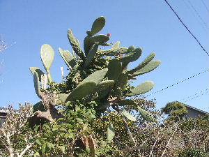a0054240_2017351.jpg