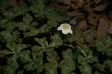 e0054067_0303368.jpg