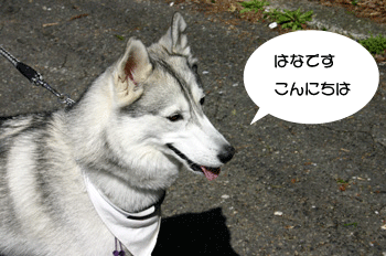 a0041108_18133021.gif