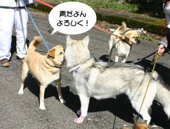 a0041108_1821198.gif