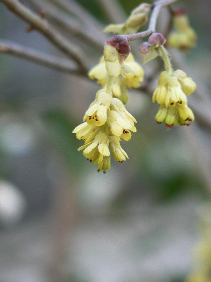 e0083238_21323785.jpg