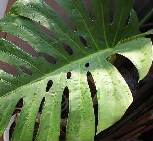 f0073239_2051565.jpg