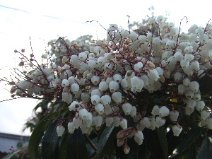 a0054240_15293784.jpg