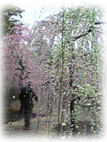 d0048140_15322231.jpg