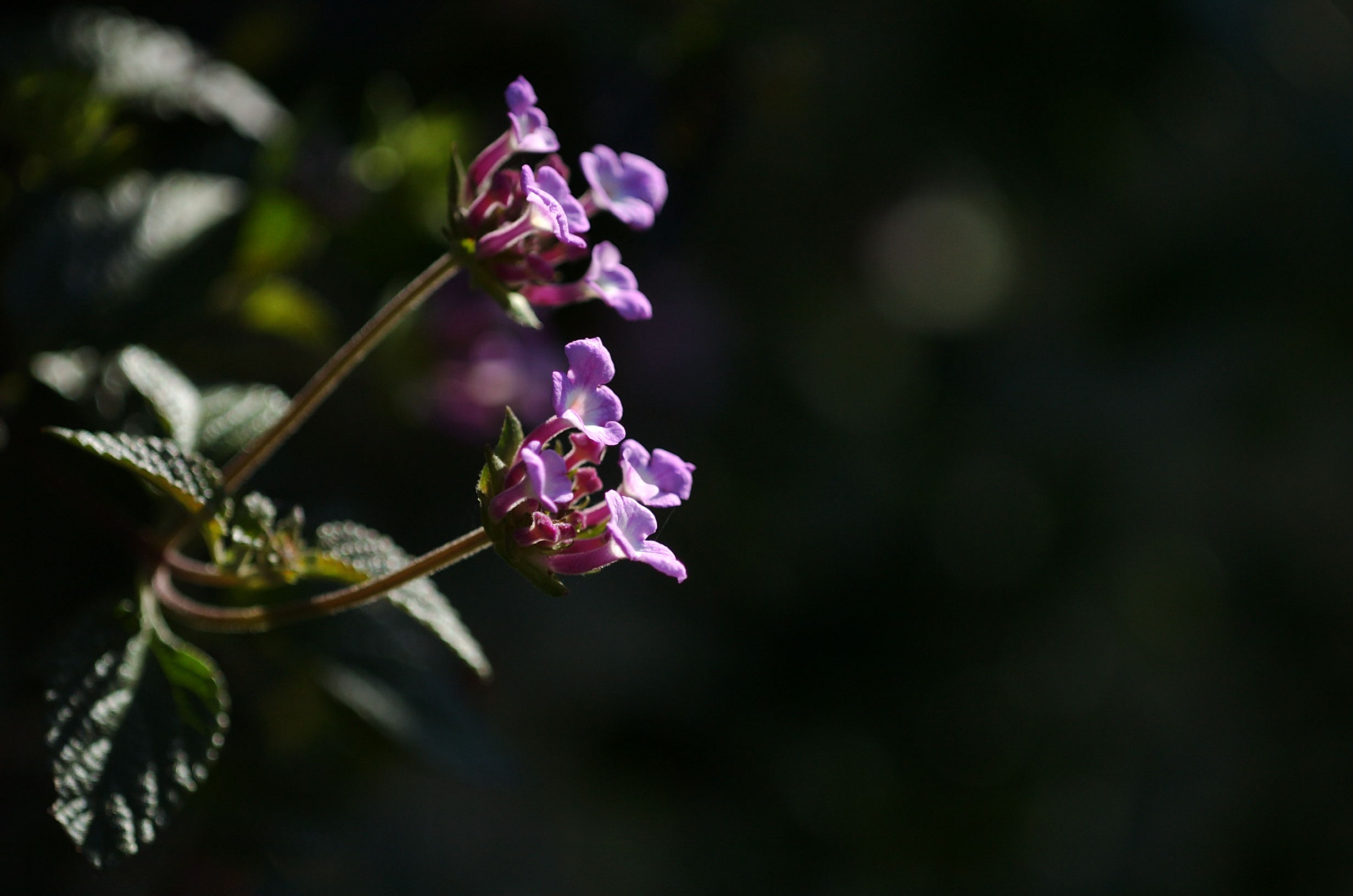 a0063552_18544739.jpg