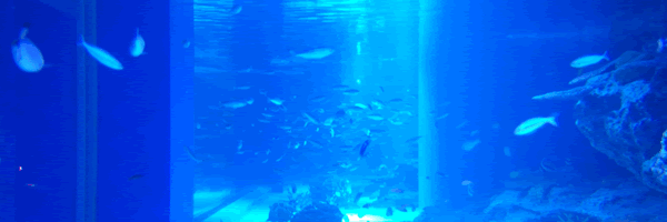 c0062361_21234582.gif