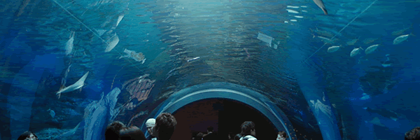 c0062361_21235541.gif