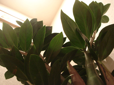 e0112098_08859.gif
