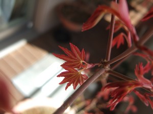 a0091907_10334748.jpg