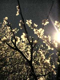 f0006510_22114780.jpg