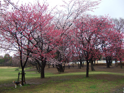 b0045357_961324.jpg
