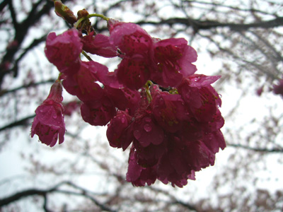 b0045357_972932.jpg