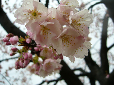 b0045357_975910.jpg