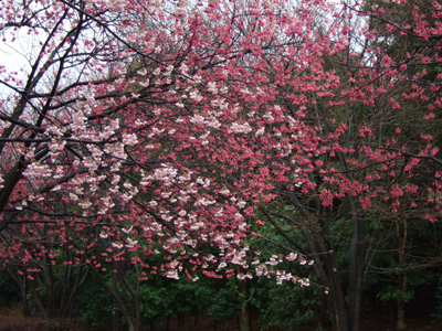 b0045357_97794.jpg