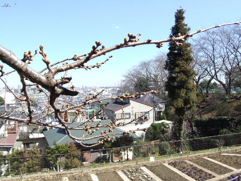 a0009666_745254.jpg