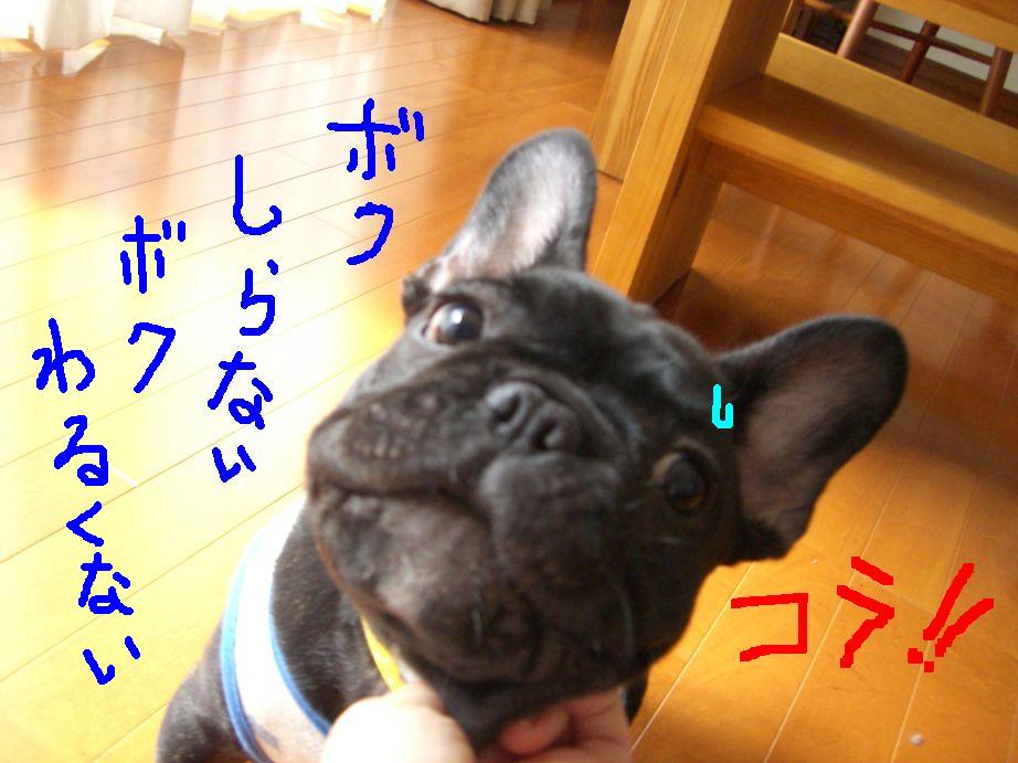 c0113109_2259296.jpg