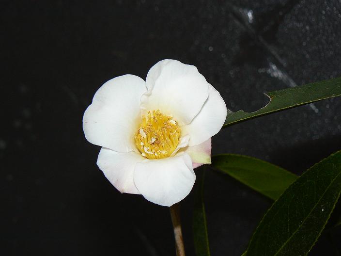 c0086014_2211110.jpg