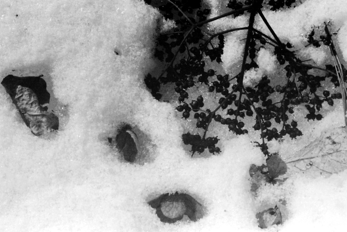 c0039630_1833749.jpg