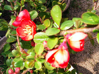 c0068639_17241895.jpg