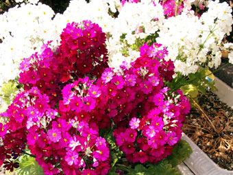 c0068639_1726396.jpg