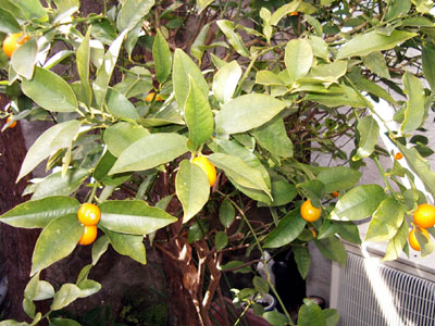 c0068639_1731798.jpg