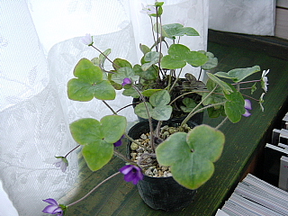 a0021558_1753322.jpg
