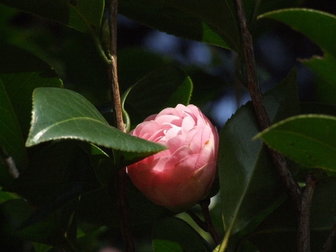 a0009666_814509.jpg