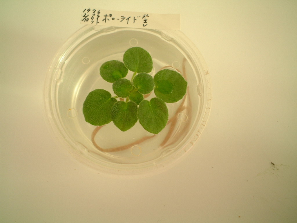 f0135269_12331636.jpg
