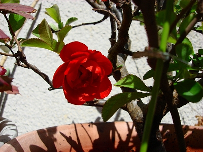 d0101070_18394045.jpg