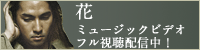 花 ミュージックビデオ フル視聴配信中!