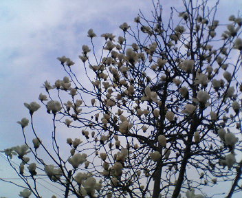 c0095693_2055329.jpg