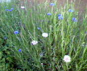 b0007895_20361498.jpg