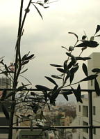 c0096326_16181538.jpg