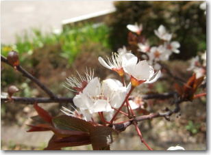 3月14日桜