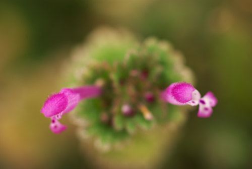 a0003746_14523297.jpg