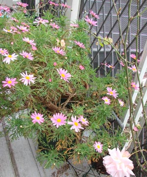e0008586_20513829.jpg