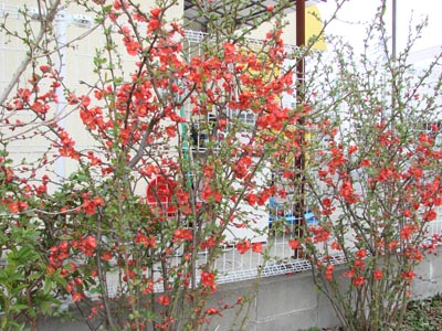 e0008586_2052132.jpg