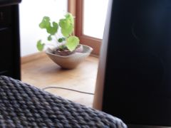 d0041124_13342845.jpg