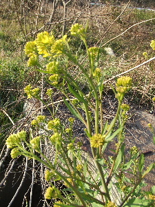 a0054240_1431613.jpg