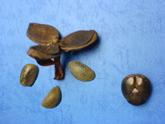 e0005548_0111369.gif