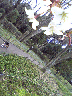 b0005652_13253693.gif