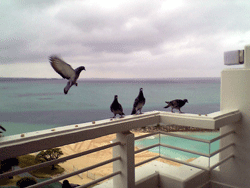 b0005652_1791045.gif