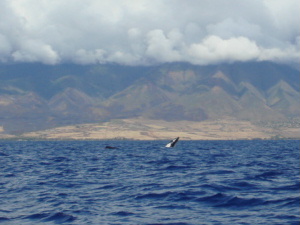 a0067962_822229.jpg